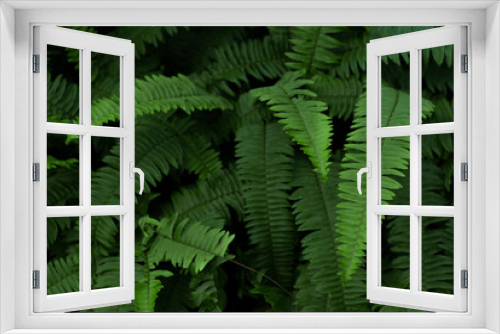 Fototapeta Naklejka Na Ścianę Okno 3D - fern leaves