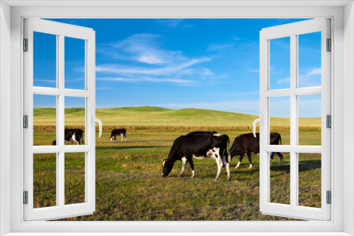 Fototapeta Naklejka Na Ścianę Okno 3D - Cow of farm in the grassland of Hulunbuir of Inner Mongolia.