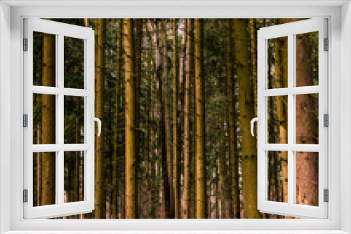 Fototapeta Naklejka Na Ścianę Okno 3D - spruce forest, pinery, pine forest, Pine Tree, Fairy Forest, untouched spruce forest