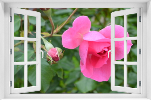 Fototapeta Naklejka Na Ścianę Okno 3D - Beautiful aroma garden rose on a green background. Stock illustration for your romantic design.