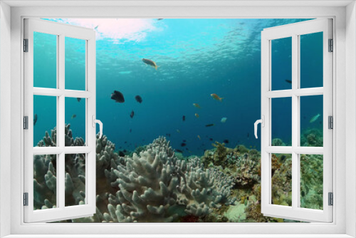 Fototapeta Naklejka Na Ścianę Okno 3D - Reef coral scene. Colourful underwater seascape. Beautiful soft coral. Sea coral reef. Philippines.