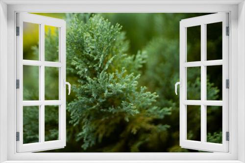 Fototapeta Naklejka Na Ścianę Okno 3D - Detalle macro de hojas de pino verdes en bosque