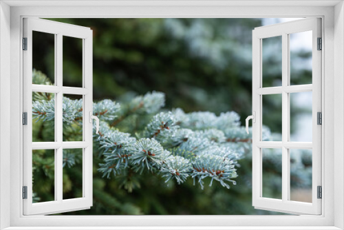 Fototapeta Naklejka Na Ścianę Okno 3D - Natur im Winter mit vereisten Pflanzen bei kaltem Wetter