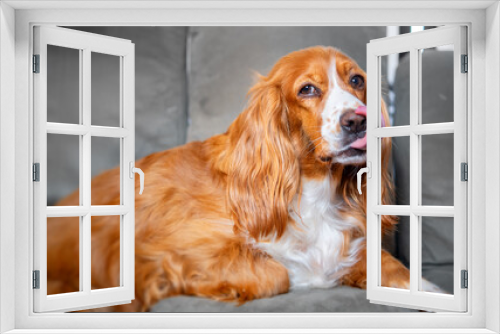 Fototapeta Naklejka Na Ścianę Okno 3D - Cute cocker spaniel dog pet inside a family house