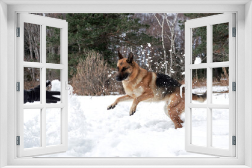 Fototapeta Naklejka Na Ścianę Okno 3D - Human throws snow and happy dog on walk in frosty forest. Active games with dog in fresh air. German Shepherd black and red in snowy winter forest rejoices and catches snow with mouth.