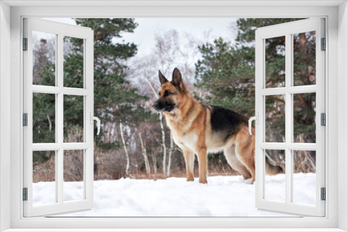 Fototapeta Naklejka Na Ścianę Okno 3D - Charming purebred dog on background of green coniferous trees, horizontal picture. Beautiful young girl dog breed German Shepherd black and red color stands in winter snow forest and poses.