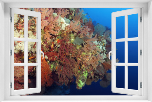 Fototapeta Naklejka Na Ścianę Okno 3D - A colorful overhang with soft corals and sea fans on a central Red Sea coral reef wal