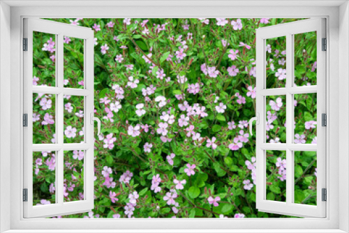 Fototapeta Naklejka Na Ścianę Okno 3D - Rock soapwort flowers - Saponaria ocymoides