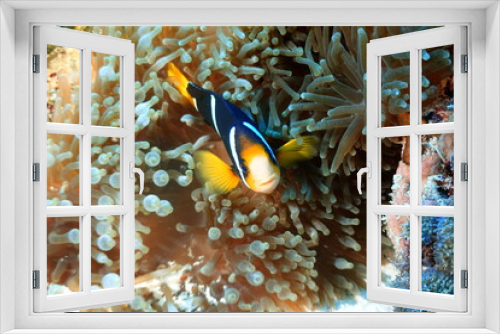 Fototapeta Naklejka Na Ścianę Okno 3D - Anemone Fisch