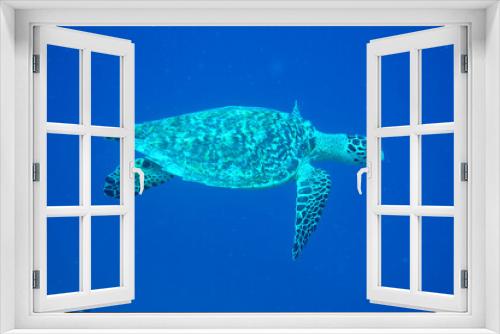 Fototapeta Naklejka Na Ścianę Okno 3D - Unterwasser Schildkröte
