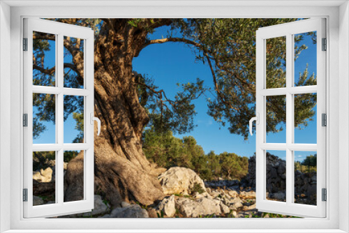 Fototapeta Naklejka Na Ścianę Okno 3D - The most oldest olive trees in Croatia. Olive garden. Some of them are more then 1000 years old