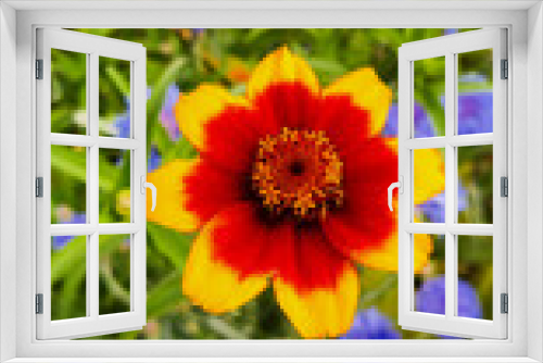 Fototapeta Naklejka Na Ścianę Okno 3D - Garden flowers with green foliage.