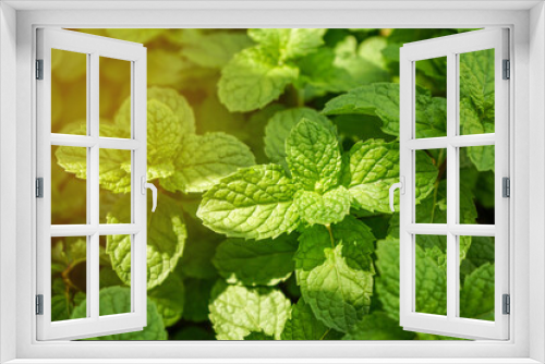 Fototapeta Naklejka Na Ścianę Okno 3D - Natural green background of mint leaves in the garden