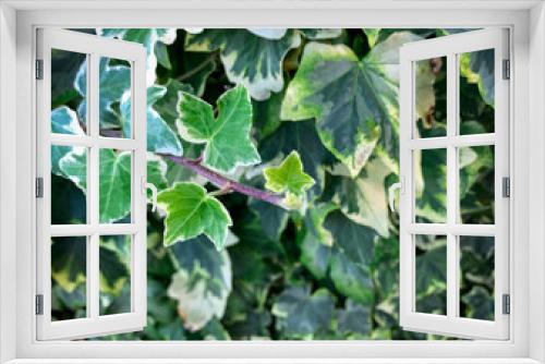 Fototapeta Naklejka Na Ścianę Okno 3D - Close up ivy branch with beautiful leaves. Ivy texture. Green leaves background. Leaf pattern.