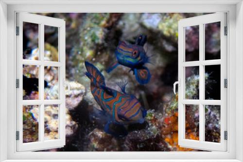 Fototapeta Naklejka Na Ścianę Okno 3D - Colourful Madarinfish (Synchiropus splendidus) on a night dive in the Philippines