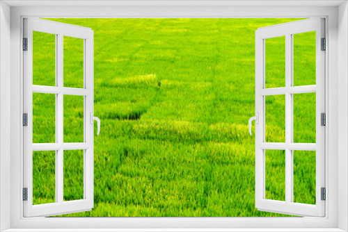 Fototapeta Naklejka Na Ścianę Okno 3D - green rice field