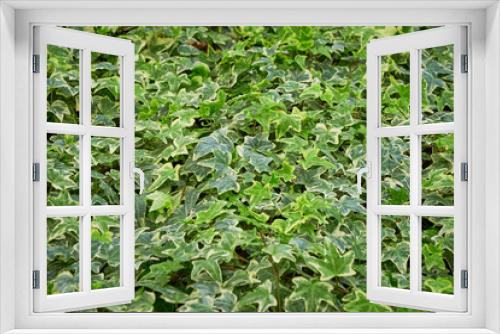Fototapeta Naklejka Na Ścianę Okno 3D - Common ivy leaves ,Hedera helix	