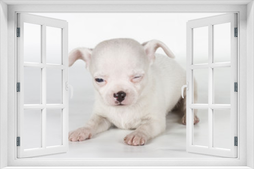 Fototapeta Naklejka Na Ścianę Okno 3D - chihuahua puppy  in front of a white background