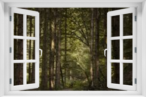 Fototapeta Naklejka Na Ścianę Okno 3D - Waldweg