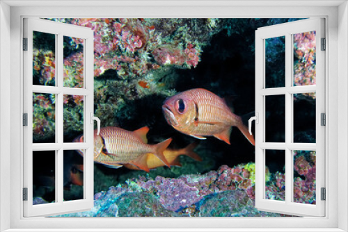Fototapeta Naklejka Na Ścianę Okno 3D - Soldierfishes