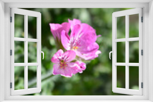 Fototapeta Naklejka Na Ścianę Okno 3D - Sweet-scented geranium