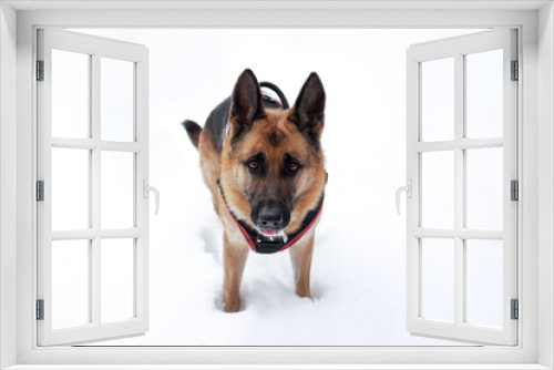 Fototapeta Naklejka Na Ścianę Okno 3D - Walk with dog in winter outdoors in park. Horizontal banner with shepherd dog. Beautiful black and red German Shepherd in dog harness stands in snow white snowdrifts and looks up.