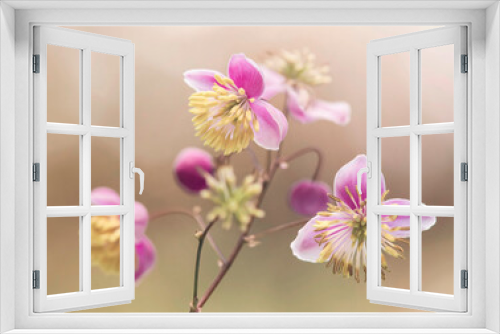 Fototapeta Naklejka Na Ścianę Okno 3D - Rutewka Delavaya - różowe kwiaty