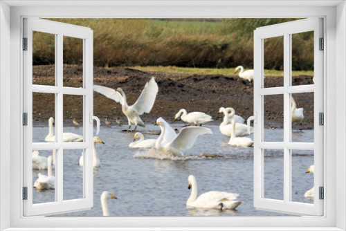 Fototapeta Naklejka Na Ścianę Okno 3D - A view of some Whooper Swans
