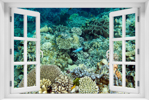 Fototapeta Naklejka Na Ścianę Okno 3D - The coral reef in Togian islands