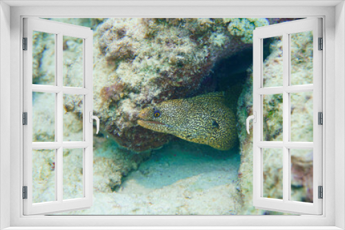 Fototapeta Naklejka Na Ścianę Okno 3D - Beautiful Moray Eel In The Caribbean Sea. Blue Water. Relaxed, Curacao, Aruba, Bonaire, Animal, Scuba Diving, Ocean, Under The Sea, Underwater Photography, Snorkeling, Tropical Paradise.