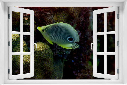 Fototapeta Naklejka Na Ścianę Okno 3D - Side view of a Foureye Butterflyfish