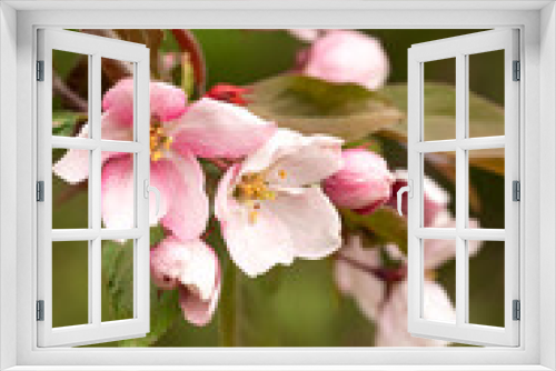Fototapeta Naklejka Na Ścianę Okno 3D - A branch of a blooming wild Apple tree. Image for the design of a calendar, book, or postcard. Selective focus.