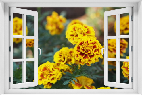 Fototapeta Naklejka Na Ścianę Okno 3D - African marigold, American or Aztec marigolds flower Beautiful yellow mix orange color Flowers growing blooming in garden nature background