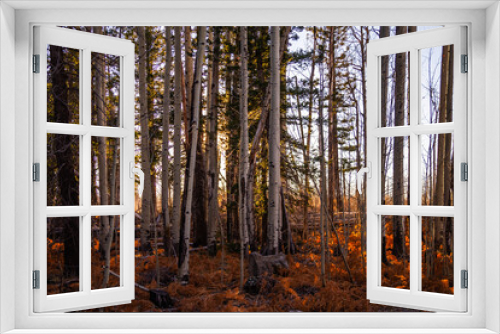 Fototapeta Naklejka Na Ścianę Okno 3D - Looking through a late fall stand of aspen trees with the sun centered in the middle of the image, blocked by the trees.
