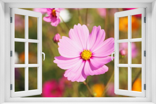 Fototapeta Naklejka Na Ścianę Okno 3D - Pink color flower, sulfur Cosmos, Mexican Aster flowers are blooming beautifully springtime in the garden, blurred of nature background