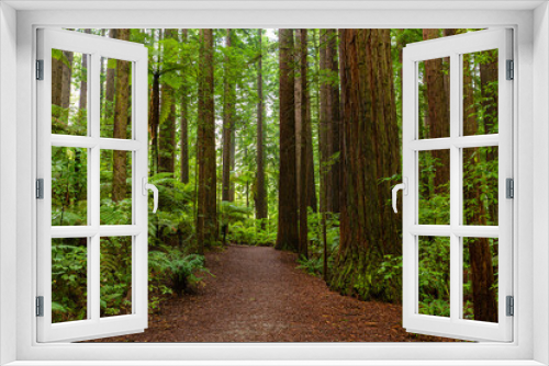 Fototapeta Naklejka Na Ścianę Okno 3D - Redwoods forest walk in Rotorua, New Zealand 