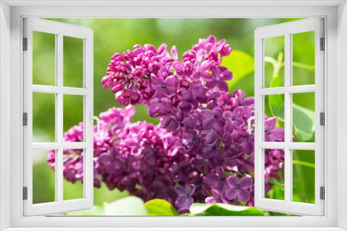 Fototapeta Naklejka Na Ścianę Okno 3D - Purple lilac flowers in a garden. Spring background