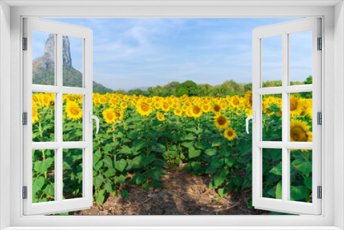 Fototapeta Naklejka Na Ścianę Okno 3D - Blooming sunflowers on natural background