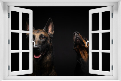Fototapeta Naklejka Na Ścianę Okno 3D - Portrait of a Belgian shepherd dog and a Doberman on an isolated black background.