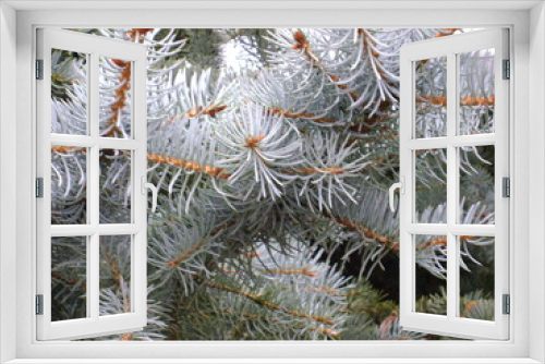Fototapeta Naklejka Na Ścianę Okno 3D - Blue spruce in the city park