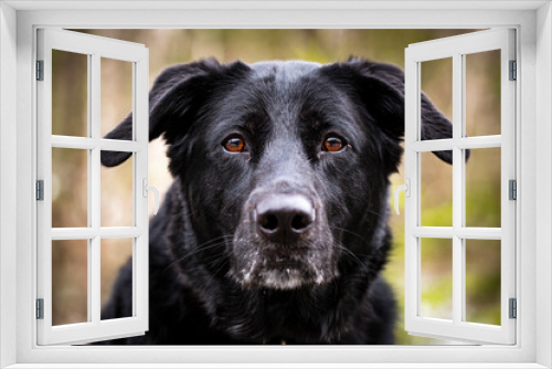Fototapeta Naklejka Na Ścianę Okno 3D - Black German Shepherd dog with brown eyes portrait.