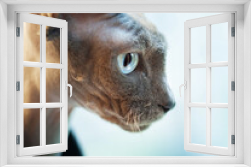 Fototapeta Naklejka Na Ścianę Okno 3D - A close-up of a cat
