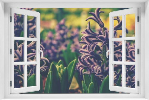 Fototapeta Naklejka Na Ścianę Okno 3D - photo of artistic hyacinth flowers in the garden
