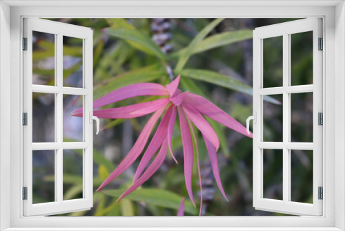 Fototapeta Naklejka Na Ścianę Okno 3D - close up of pink flower