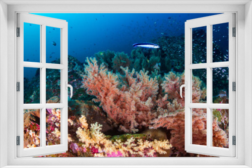 Fototapeta Naklejka Na Ścianę Okno 3D - Tropical fish and corals on a fragile coral reef system in Asia