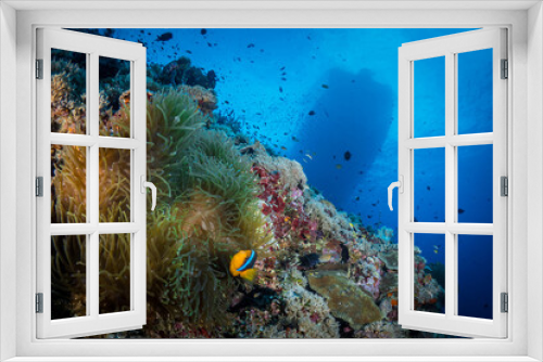 Fototapeta Naklejka Na Ścianę Okno 3D - Fish swimming above coral reef below 