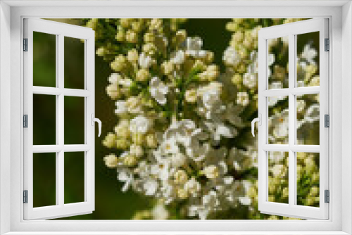 Fototapeta Naklejka Na Ścianę Okno 3D - Lilac on a branch