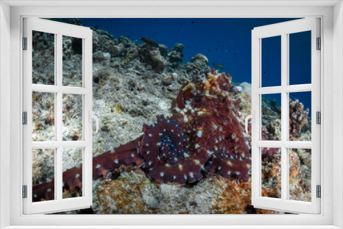 Fototapeta Naklejka Na Ścianę Okno 3D - Pair of octopus mating on coral reef