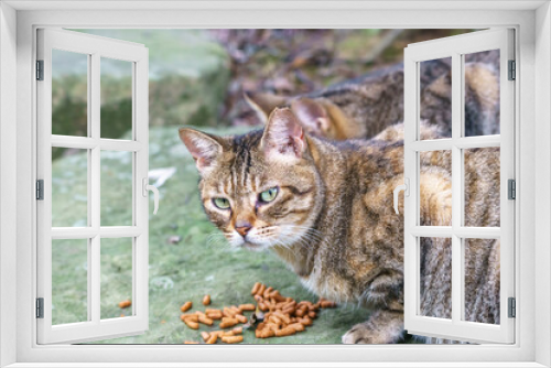 Fototapeta Naklejka Na Ścianę Okno 3D - 野良猫のポートレート