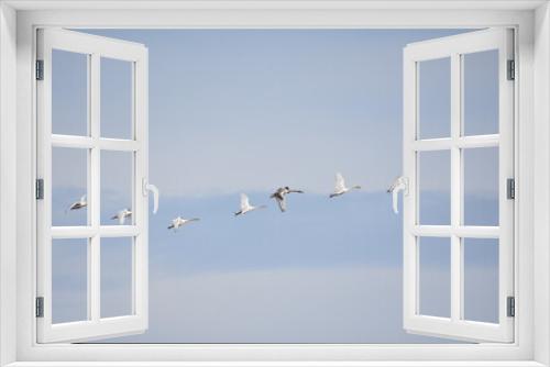 Fototapeta Naklejka Na Ścianę Okno 3D - Schwanenfamilie hintereinander in der Luft